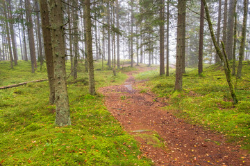 Footpath in a foggy coniferous forest