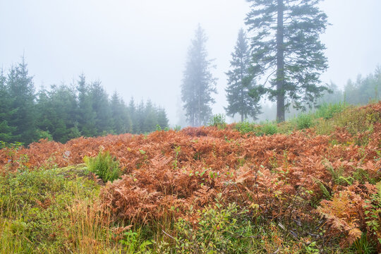 Forest view with fern in autumn colors and fog