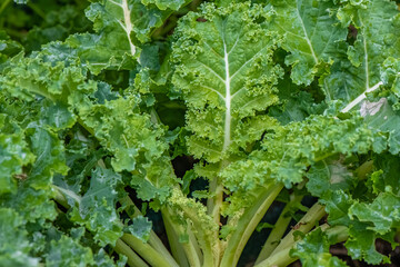 close up of cabbage kale Brassica oleracea - obrazy, fototapety, plakaty