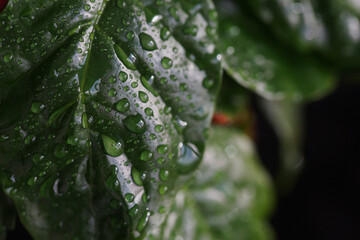 Close-up coffee leaves with water drops