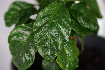 Close-up coffee leaves with water drops