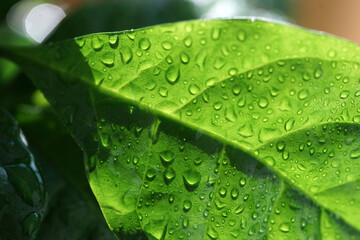 Close-up coffee leaves with water drops