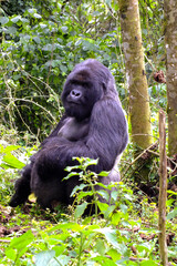 Gorille des montagnes Gorilla beringei beringei primate vie en jungle volcan Rwanda Ouganda