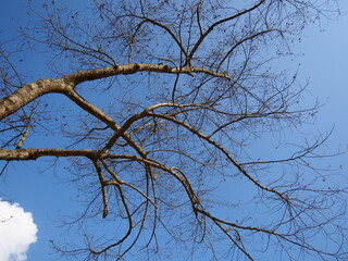 tree in the sky