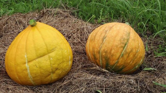Ripe large orange pumpkin rolls out on straw, two fresh pumpkins close-up, concept of autumn holidays or Halloween