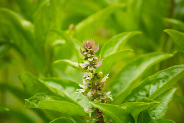 Close up of holy basil flowers