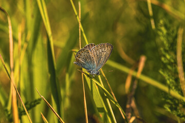 butterfly on grass