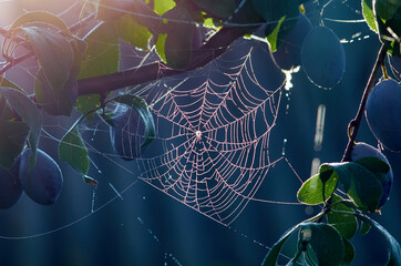 Spider web in dew on the branches