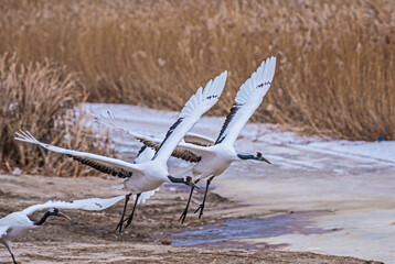 grus japonensis on the beach