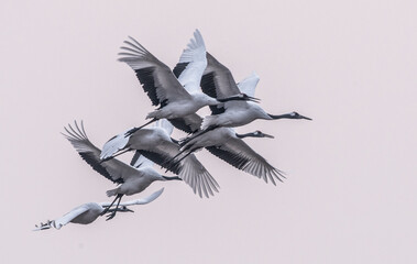 Grus japonensis flying in the sky