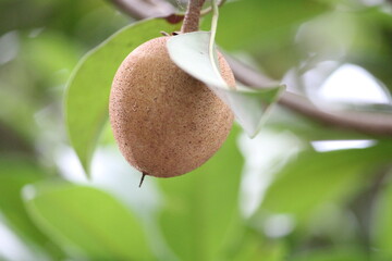 close up of Sapota fruit in a tree 