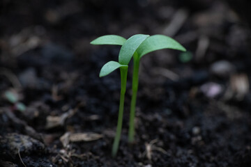 young green plant