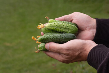 Naklejka na ściany i meble Green cucumbers. Several fresh cucumbers in the farmer's hand. copy space