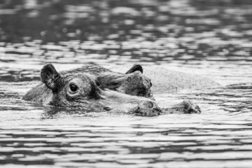 Fototapeta premium Female Hippopotamus surfaces to check it is safe to leave the water baring her teeth in the Kruger Park, South Africa