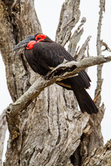 Southern Ground Hornbill perched on a branch next to its nest in the Kruger Park, South Africa
