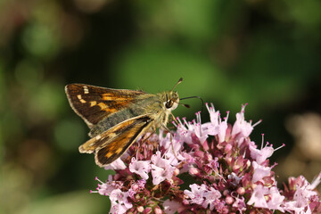 A rare Silver Spotted Skipper butterfly, Hesperia  comma, nectaring on a Marjoram wildflower.