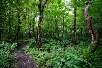 a wonderful summer forest with a path