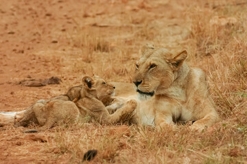 Obraz na płótnie Canvas Lion Panthera leo en brousse safari big five au Kenya