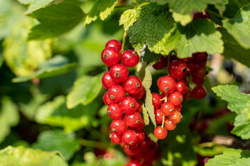 Reife, rote Johannisbeeeren am Strauch