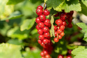 Reife, Rote Johannisbeeren am Strauch