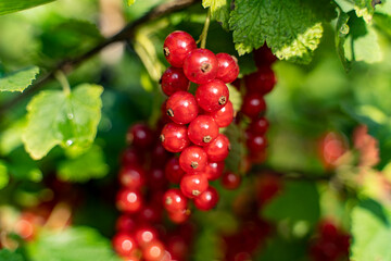 Reife rote Johannisbeeren am Strauch