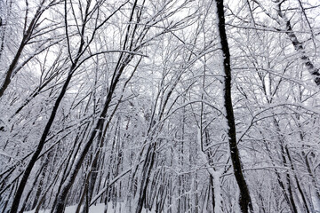 deciduous trees in winter, cold frosty winter weather