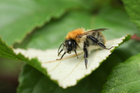 A Common Carder Bumblebee, Bombus pascuorum, resting on a leaf.