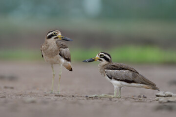 nature in its habitation, pair of Great thick-knee or stone curlew together living on dirt ground