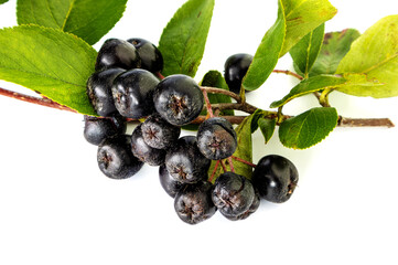 Chokeberry berries with leaves on a white background