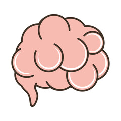 human brain organ