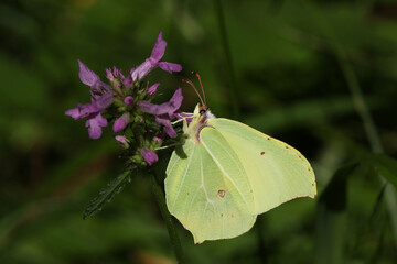 A Brimstone Butterfly, Gonepteryx rhamni, pollinating a wildflower growing in a meadow.	