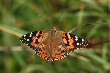 A beautiful Painted Lady Butterfly, Vanessa cardui, nectaring on a wildflower.