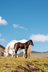 Beautiful white horse and black foal in a field on a bright sunny day