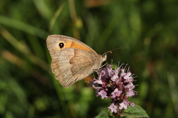 A Meadow Brown Butterfly, Maniola jurtina, nectaring on a Marjoram flower.