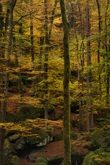 Trees with green and yllow leaves and rocks covered with leaves and moss  in the Rhineland Palatinate Forest of Germany on a fall day.