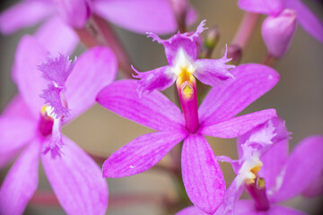 Fototapeta na wymiar close up of purple orchid