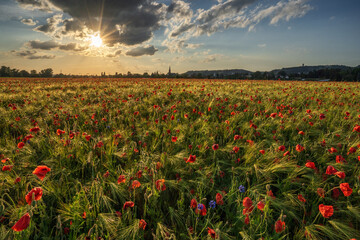 Poppy and sun - Mohn und Sonne