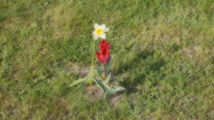 red poppy flower