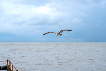 Fototapeta na wymiar Seagull flying over the Black sea and looking at camera