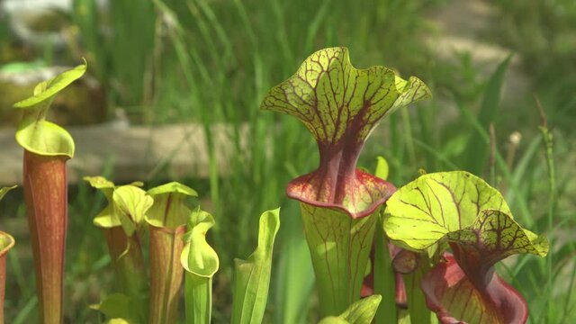 CLOSE UP, DOF: Exotic carnivorous flowers are growing in the warm North Carolina sunshine. Detailed view of purple-trimmed yellow pitcher plants inside a large botanical garden in United States.