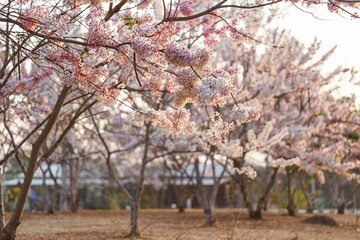 Wishing Tree, Pink Shower, Pink cassia in public park are beautiful pink flowers of Thailand.