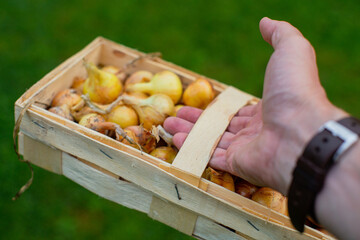 Hand holds a rectangular wicker basket with fresh onions. It's time to pick vegetables