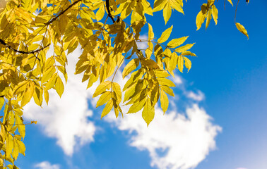 Branches with autumn leaves on a blue sky background