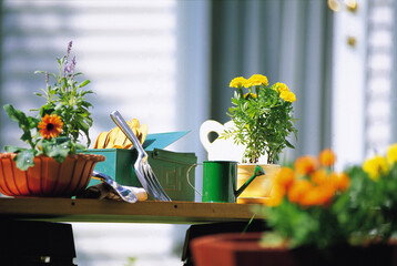 flowers in a vase
