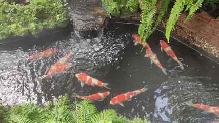 Photo of fancy carp in pond