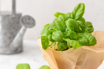 Fresh basil in pot on light background, closeup