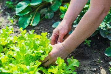 Naklejka na ściany i meble Female hands of a farmer cut off a green ripe salad from a garden bed. Harvesting healthy food concept