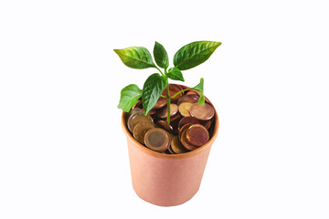 Concept for business, finance and investment. The plant grows in a container with coins.