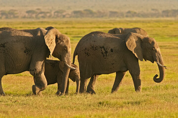 Naklejka na ściany i meble Paysage Famille Eléphants éléphanteaux Loxodonta africana au Kenya