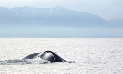 Humpback whale on Iceland